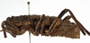 male, lateral view (holotype). Depicts CollectionObject 1529673; e415c9ea-4c04-46f5-acf2-c06c459fd54e, a CollectionObject.