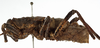 CollectionObject 1529673; e415c9ea-4c04-46f5-acf2-c06c459fd54e: male, lateral view (holotype). (CollectionObject).