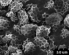 Brochosomes on Cuerna sayi Nielson, 1965: CR453 | U.S.A., Montana, Madison Co., Twin Bridges, moist meadow, R. Rakitov [#04-50], 19-V-2004 | INHS. (Observation).