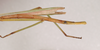 CollectionObject 1561988; 13fa6824-f69f-4ae5-9208-1d976b65fcb0: copyright ANIC, Canberra. male: abdomen, lateral view of synonym Sipyloidea ovabdita (holotype). (CollectionObject).