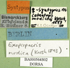 CollectionObject 1502297; 4a39f291-9565-463c-b4cc-9633f7dee0b5: labels (paralectotype). (CollectionObject).