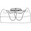 Abdomen, sternal apodemes, ventral view on Anufrievia triangulata Yang & Zhang, 2018: Abdomen, sternal apodemes, ventral view. (Observation).