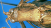 CollectionObject 1566629; c4b59670-4034-4b71-b360-f7634fd93fbc: female head and pronotum, dorsal view (syntype). (CollectionObject).