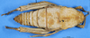 CollectionObject 1507065; c245a3b0-e0ed-4e38-832f-299286145e0e: female, dorsal view (holotype of Trachypetrella kosswigiana). (CollectionObject).