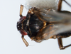Habitus, dorsal view: !! display not done !! on Pissonotus marginatus Van Duzee, 1897: (Observation).