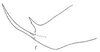 Pygofer, lateral view: Pygofer, lateral view. (Observation).