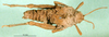 CollectionObject 1501884; DORSA BA000438S01, a880dda2-f23d-4826-9c95-5316a529dc68: female, dorsal view (syntype). (CollectionObject).