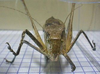 Mecopoda niponensis niponensis (Haan, 1843): male, frontal view. (Otu).