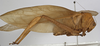 CollectionObject 1530611; 75b9f494-bc18-4816-9ec7-cc3fc931d795: male, lateral view (holotype). (CollectionObject).