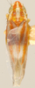 Habitus, dorsal view on Erythridula sagittata (Beamer, 1930): Habitus (holotype, KSEM collection). (Observation).