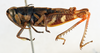 CollectionObject 1564378; c2aad372-89a4-4db6-b5fb-5563eea7324d: male, lateral view (paralectotype). (CollectionObject).