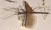 CollectionObject 1595916; 20565216-1b22-40c2-85de-f116f664ce89: copyright OUMNH. male, lateral view of Phasma (Necroscia) maculicollis (paralectotype). (CollectionObject).