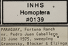 Other: !! display not done !! on Atanus curvilinea (Linnavuori, 1955): Labels. (Observation).