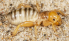 CollectionObject 2775506; 2c554516-9d75-4440-8311-7727b113cc7b, CAS Entomology type 20155: late instar. (CollectionObject).