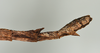 CollectionObject 1561881; 62168397-81e1-4c1e-bfb0-cdb19c7d1b70: copyright USNM, Washington. (CollectionObject).