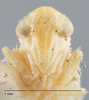Head: !! display not done !! on Matsumurasca (Solanasca) stevensi (Young, 1953): Head/Face. (Observation).
