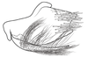 Pygofer, lateral view on Coarctana nigromedia Domahovski & Cavichioli, 2023: Male holotype [DZUP]: pygofer, valve and subgenital plate, lateral view. (Observation).