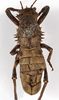 male, dorsal view (holotype). Depicts CollectionObject 1529673; e415c9ea-4c04-46f5-acf2-c06c459fd54e, a CollectionObject.