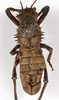 CollectionObject 1529673; e415c9ea-4c04-46f5-acf2-c06c459fd54e: male, dorsal view (holotype). (CollectionObject).