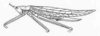 Aphractus acuminatus Brunner von Wattenwyl, 1895: Fig. 242. female habitus (tegmina length 38 mm, ovipositor 14 mm). (Otu).