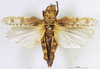 CollectionObject 1581355; 01f57366-c7c5-4b86-b290-8a97cf0d212b: female, dorsal view (paratype of Rhachitopis ceraseus). (CollectionObject).