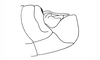 Kyphiacris andeana Carbonell & Descamps, 1978: Fig. 30. male abdomen tip, lateral view. (Otu).