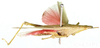Atractomorpha orientalis Kevan & Chen, 1969: lateral view. (Otu).