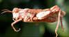 Neuquenina fictor (Rehn, 1943): male. (Otu).