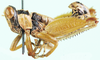 Uvaroviobia luanensis (Uvarov, 1953): male, lateral view. (Otu).