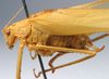 CollectionObject 1517515; 3cf628eb-6858-4669-9971-c76095cb3e3d: male, lateral view (holotype). (CollectionObject).