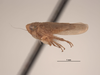 Habitus, lateral view: !! display not done !! on Ileopeltus tethys (Van Duzee, 1907): (Observation).