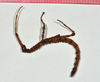 CollectionObject 1556958; d5b9a34f-4121-49be-9507-bc4ac6d69d4a: copyright CMNZ, Christchurch. female nymph of synonym Acanthoxyla fasciata (holotype). (CollectionObject).