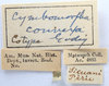 Other on Cymbomorpha convexa Goding, 1930: (Observation).