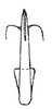 Aedeagus, posterior view on Carapona colombiana Freytag, 2012: Male: aedeagus, posterior view. (Observation).