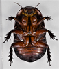 CollectionObject 1618728; 2e943558-3c09-48c9-a44e-d16c53eb1bd3: (CollectionObject).