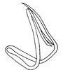 Aedeagus, lateral view on Coarctana serpenta (DeLong, 1980): Male: aedeagus, lateral view. (Observation).