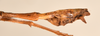 CollectionObject 1558982; a2667a89-712a-4ba6-8f36-842bc936eedf: copyright OUMNH. male: end of abdomen, lateral view (syntype). (CollectionObject).