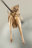 CollectionObject 1499303; d6bd2f17-25ec-41b4-bf8c-845187e5c299: Male, ventral view (holotype). (CollectionObject).