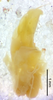 CollectionObject 1523701; 39776c6b-d87b-422a-be07-a09028b39bc9: male genitalia, lateral view (holotype). (CollectionObject).