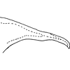 Pygofer appendages on Cassianeura aurea Dworakowska, 1980: apex of pygofer dorsal appendage. (Observation).