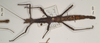 CollectionObject 1559796; abe40788-e460-45e7-aba4-f619597e03e7: copyright OUMNH. female of synonym Phasma (Lonchodes) luteoviride (holotype). (CollectionObject).