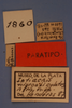 CollectionObject 1567333; MLP1860/1-2', afa66ff5-f9e9-421e-8d2a-02b1a0264045: labels (paratype). (CollectionObject).