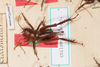 CollectionObject 1505597; 115debb9-a969-4567-8ba3-29bb6b007351: Female, dorsal view (syntype). (CollectionObject).