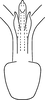 Aedeagus, ventral view on Erythridula celebrata (Johnson, 1935): Aedeagus, ventral view. (Observation).