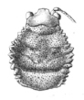 Steirodon (Peucestes) dentatum (Stål, 1874): Pl. XVIII, Fig. 4. male pronotum, dorsal view. (Otu).