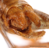 Elbenia makilingae Hebard, 1922: male, terminalia dorsal lateral view, scale bar: 2 mm, Mount Makiling, UPLBMNH Need ID verification. (Otu).