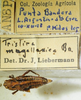 CollectionObject 1498701; f3c2b604-a8b0-4e3b-98ea-d4905aaa5248: female with labels. (CollectionObject).