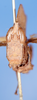 CollectionObject 1540250; 667eab86-5a2f-412b-98aa-e168ae6ac9bc: male, frontal view (holotype). (CollectionObject).