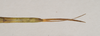CollectionObject 1558546; NHMUK(SF IMPORT DUPLICATE) 845092, 84baf0d9-8a60-4458-be6f-95f9f040b758: copyright Natural History Museum, London. female: end of abdomen, dorsal view (holotype). (CollectionObject).
