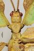 CollectionObject 1600471; 749c2ec5-4512-4890-9454-2383073fb450: copyright IMQC, Rene Limoges. male: head & thorax, dorsal view (paratype). (CollectionObject).